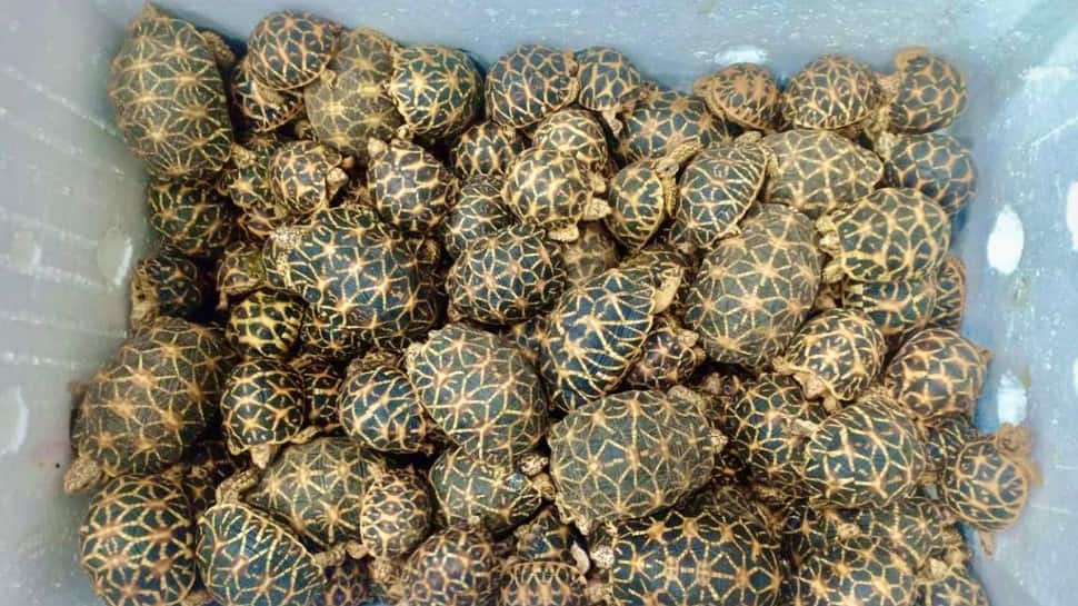 rare sea animals about to get exported seized at chennai airport