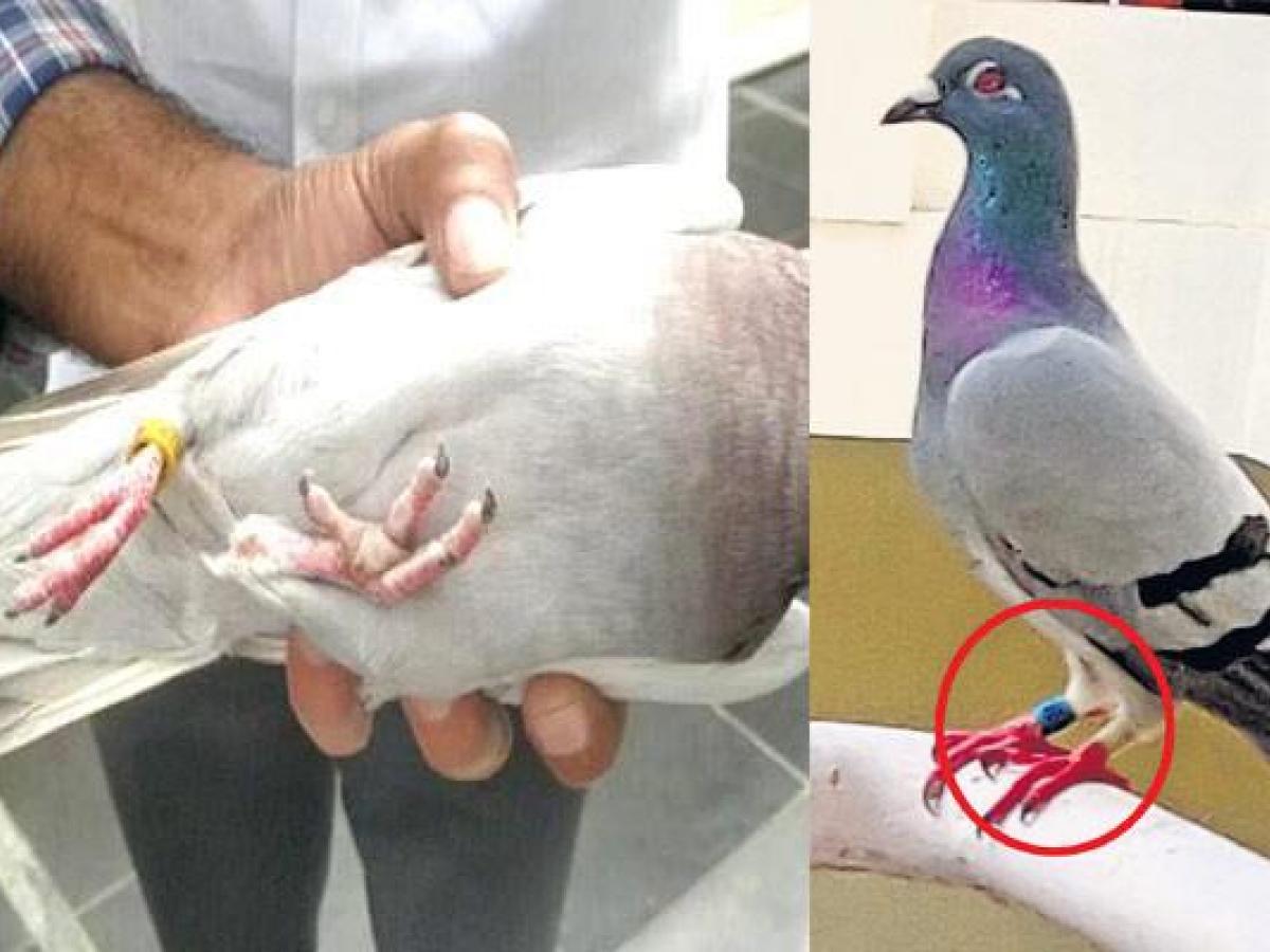 pigeon with a tag confused people to be a Chinese spy bird