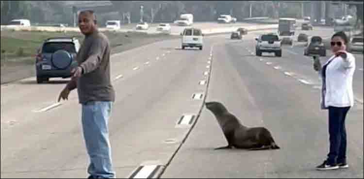 Photo of a sea lion resting on a highway in California