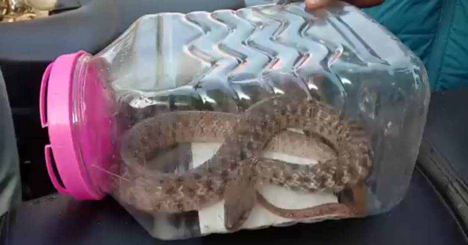 Young man came for treatment with snake in Namakkal
