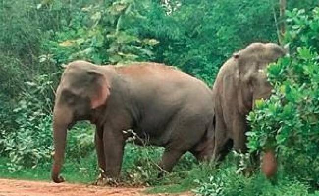 Wildlife enthusiasts sunbathe at the sight of elephant dung