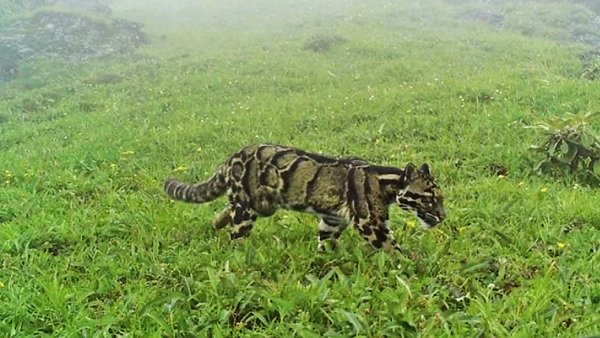 Elusive Clouded leopard found in Nagaland Mountain Forest