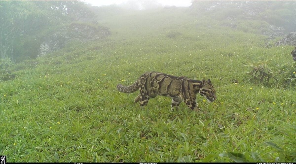 Elusive Clouded leopard found in Nagaland Mountain Forest