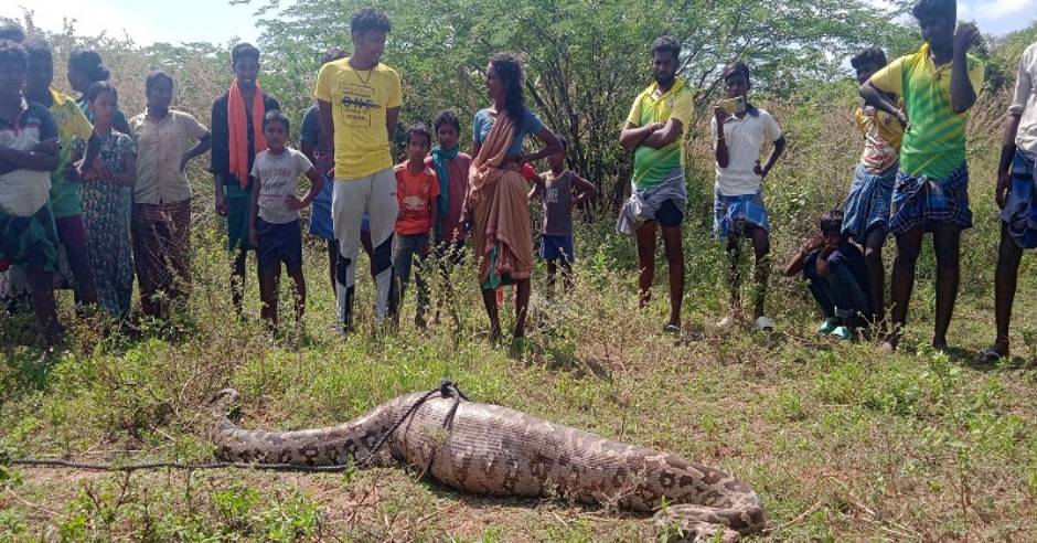 Mountain snake swallowed dog near Melur in Madurai