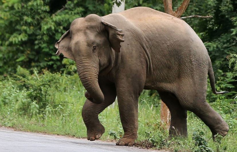wild elephant attacked a passenger bus in odisha