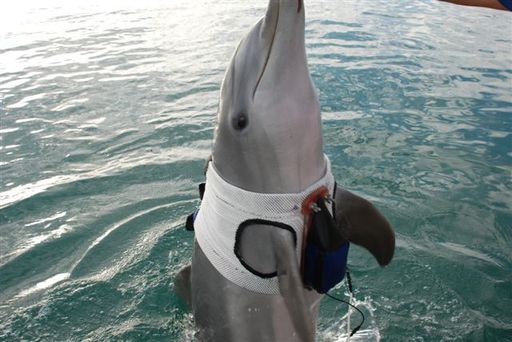 Hamas accuses Israel of attacking troops with dolphins