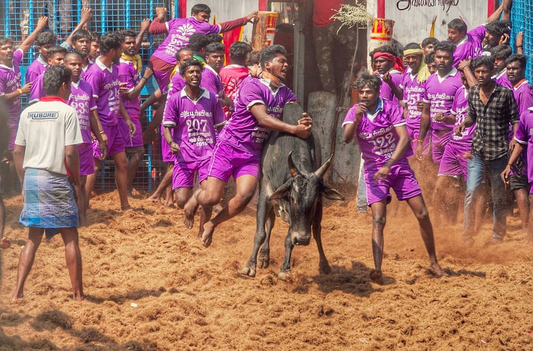What are the highlights of Madurai Avanyapuram Jallikattu?