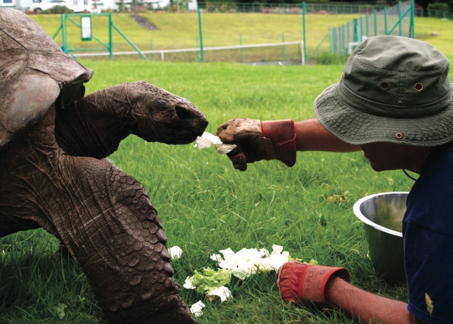 jonathan world oldestliving tortoise 190 years guinness 