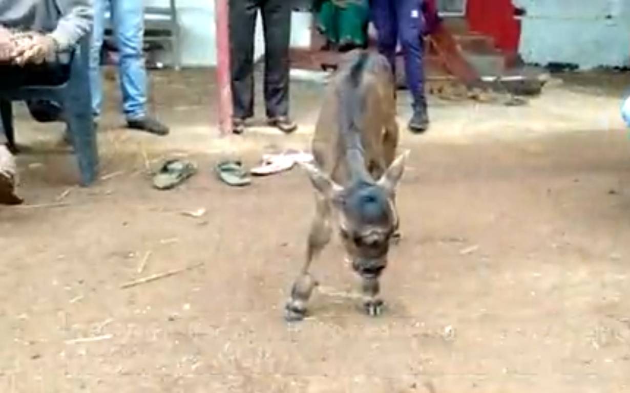 the miraculous calf with 3 eyes was born chhattisgarh