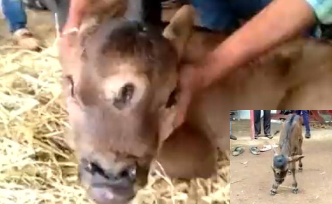 the miraculous calf with 3 eyes was born chhattisgarh