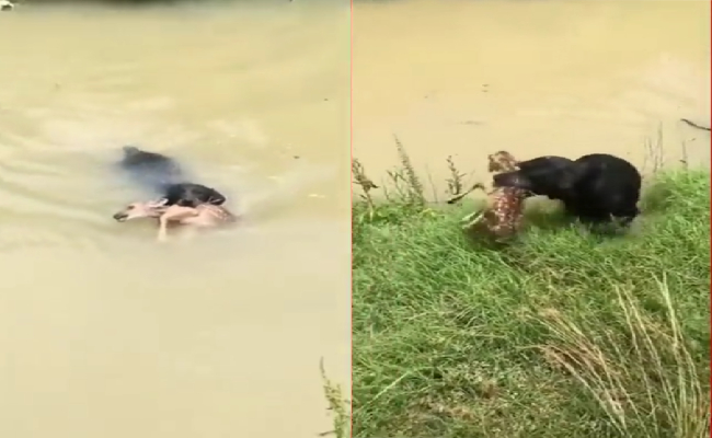 Dog saves baby deer from drowning video goes viral