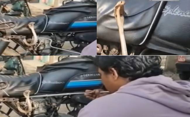 Small snake getting into the bike seat in Cuddalore