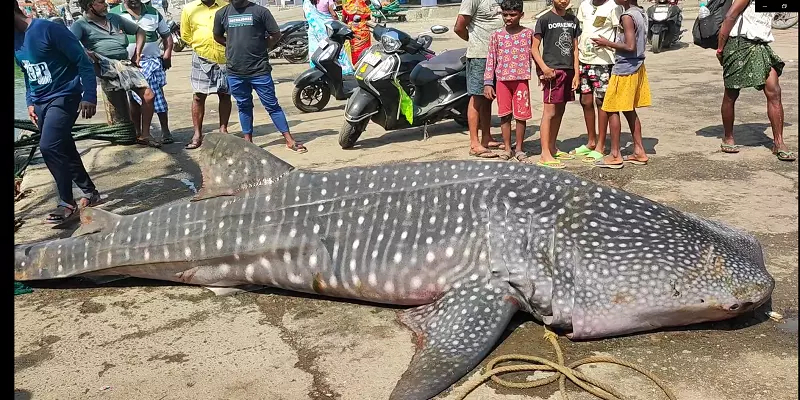 kanyakumari rare giant shark caught by fishermen weighing 2 tons 