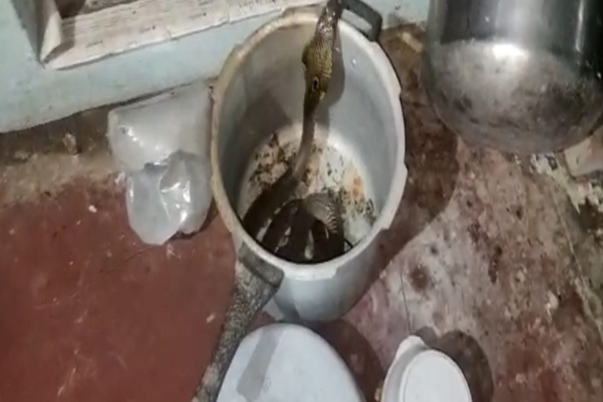 cobra Snake in a cooking cooker in Cuddalore district