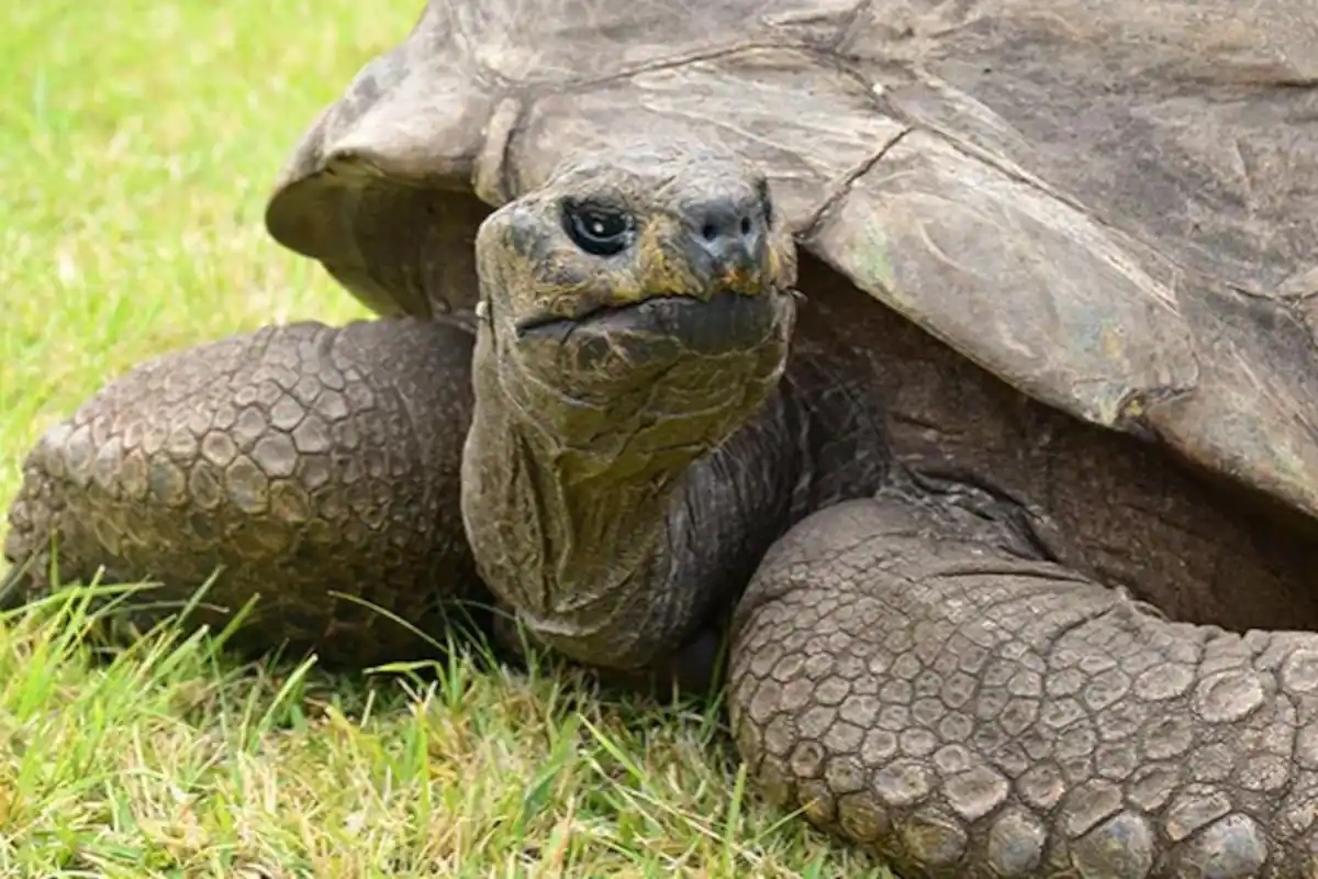 worlds oldest Jonathan Tortoise Turns 190 Years Old
