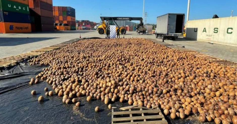 Police find huge shipment of liquid cocaine-filled coconuts