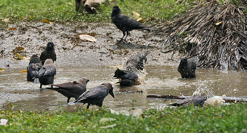 crow is biting people in village of Chitradurga in Karnataka