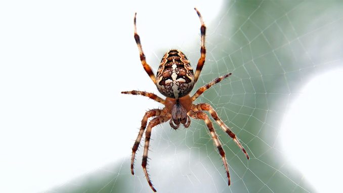the big venomous spider that bit the England woman