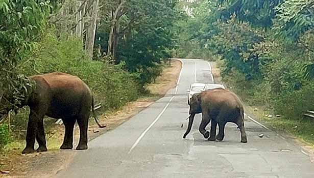 Motorists frightened by a single wild elephant