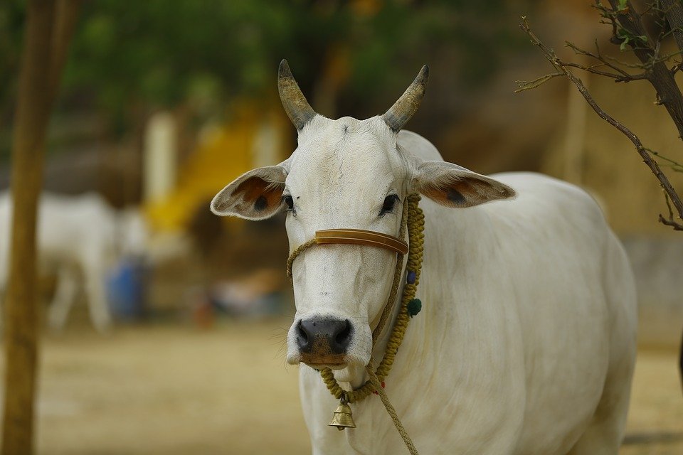 the Cow chases car for 2 km for calf in Sivagangai