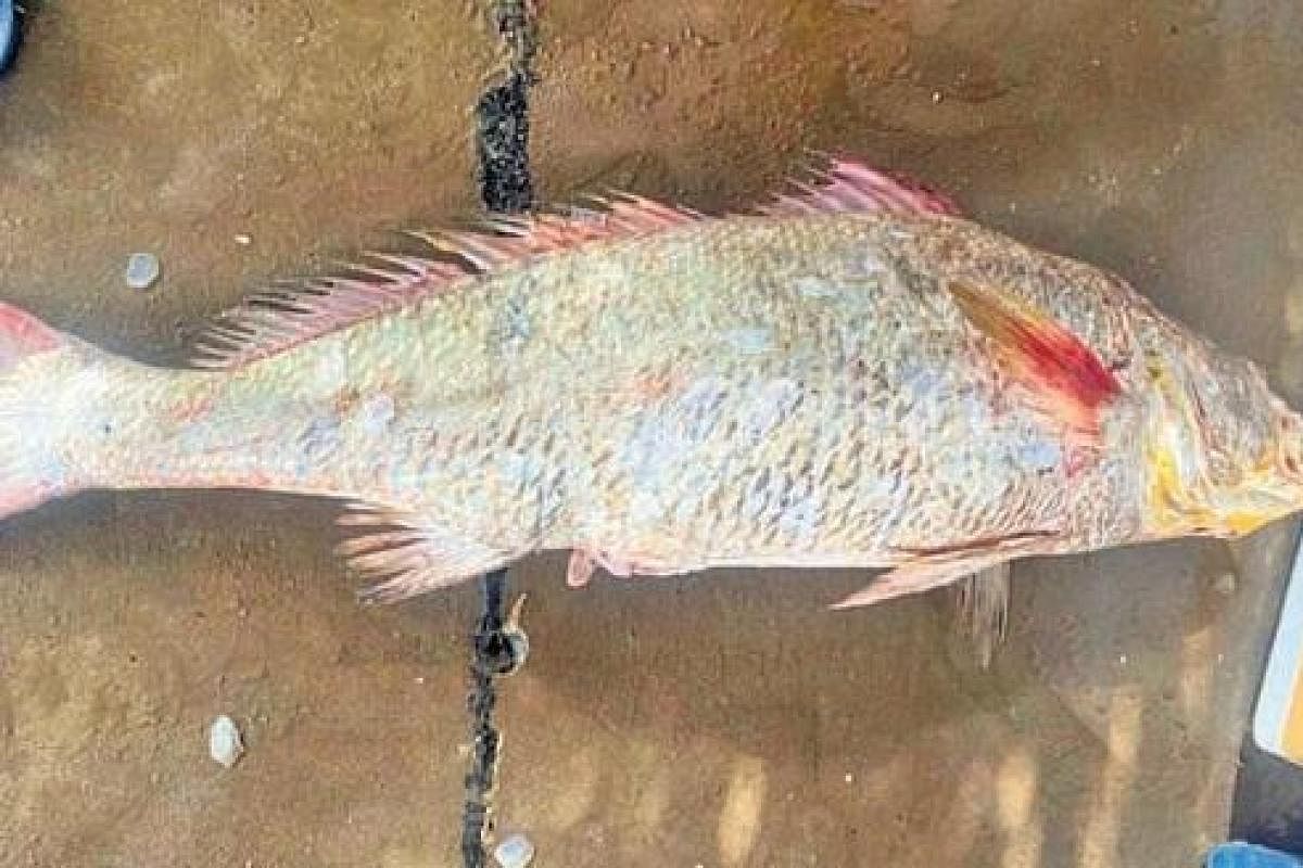 High rate for Kachidi fish in kakinada fishing harbour in AP