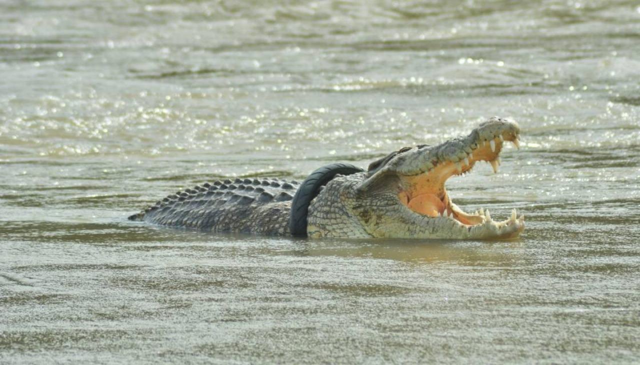 tire-bound crocodile finally freed after six years in Indonesia