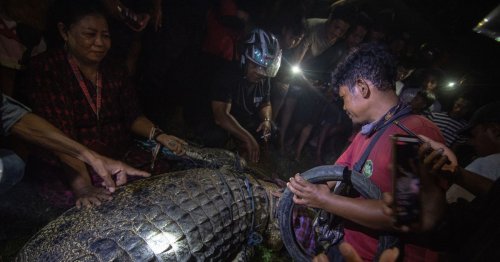 tire-bound crocodile finally freed after six years in Indonesia