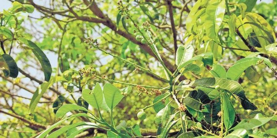 Corporation in an effort to green Chennai City