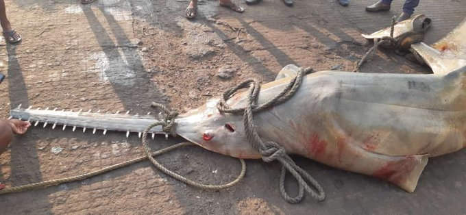 Very rare saw fish found in Karnataka video goes viral