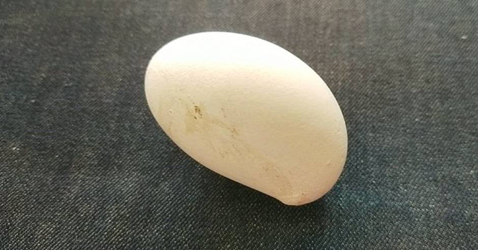 Mango shape egg photo goes viral on social media