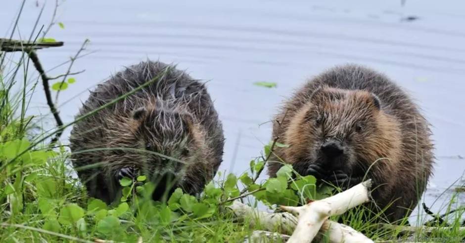 Beavers back in London after 400 years absence