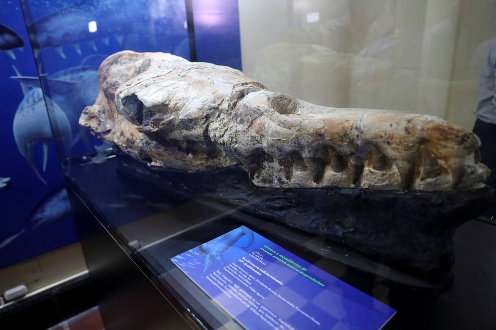 Paleontologists have Found the skull of a marine predator