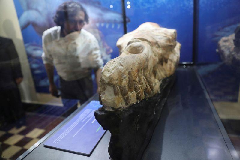 Paleontologists have found the skull of a marine predator