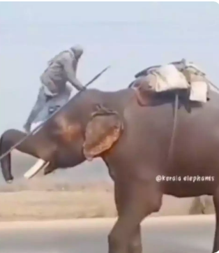 Man climbs elephant trunk Bahubali style