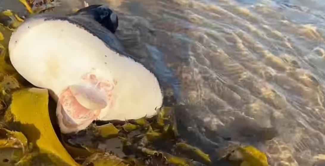  Bizarre Creature With Human Mouth Washes Up On Bondi Beach 