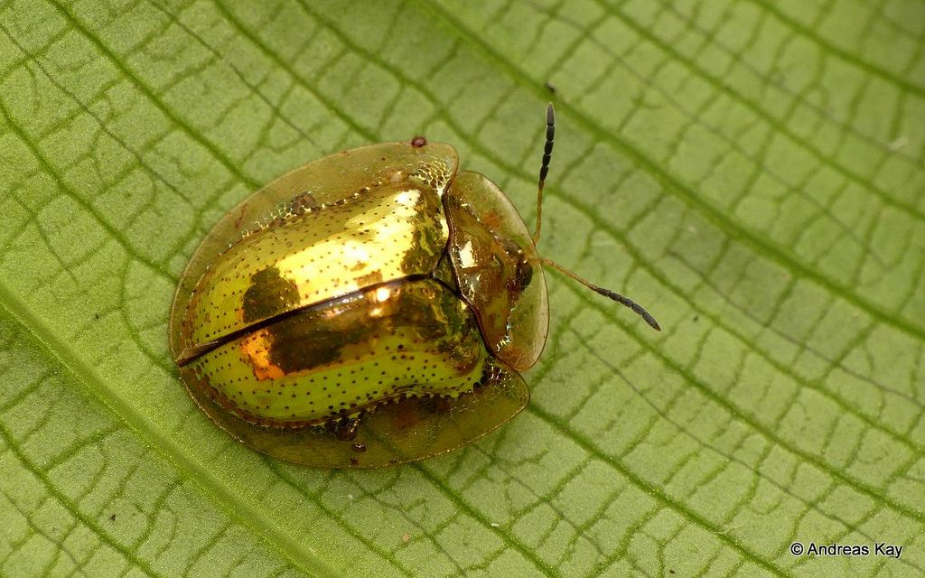 Golden Tortoise Beetle video goes viral 