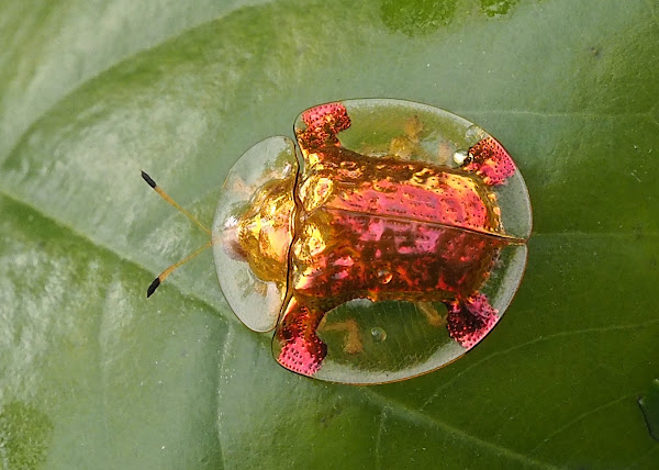 Golden Tortoise Beetle video goes viral 