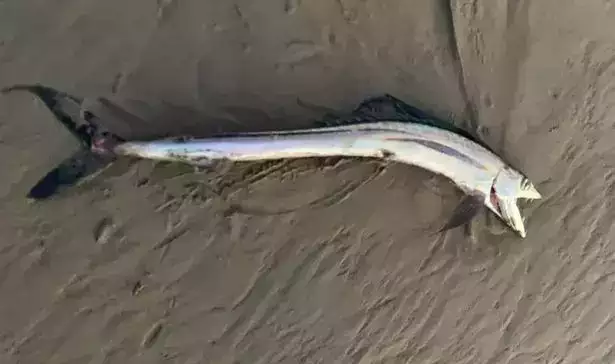 Strange fish with Dracula like fangs found in California