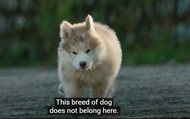 Actor surya happy tweet to cricketer jhontyrhodes oh my dog ​​