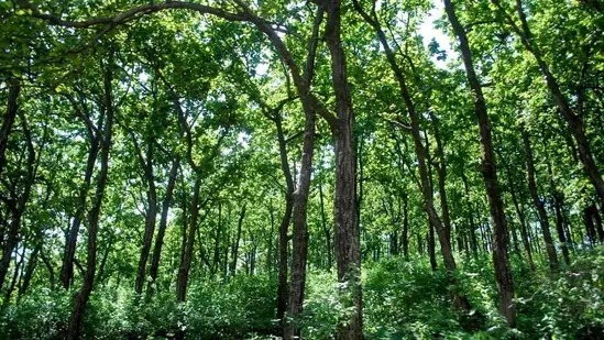 Accused gets bail from HC on ground that he plants trees