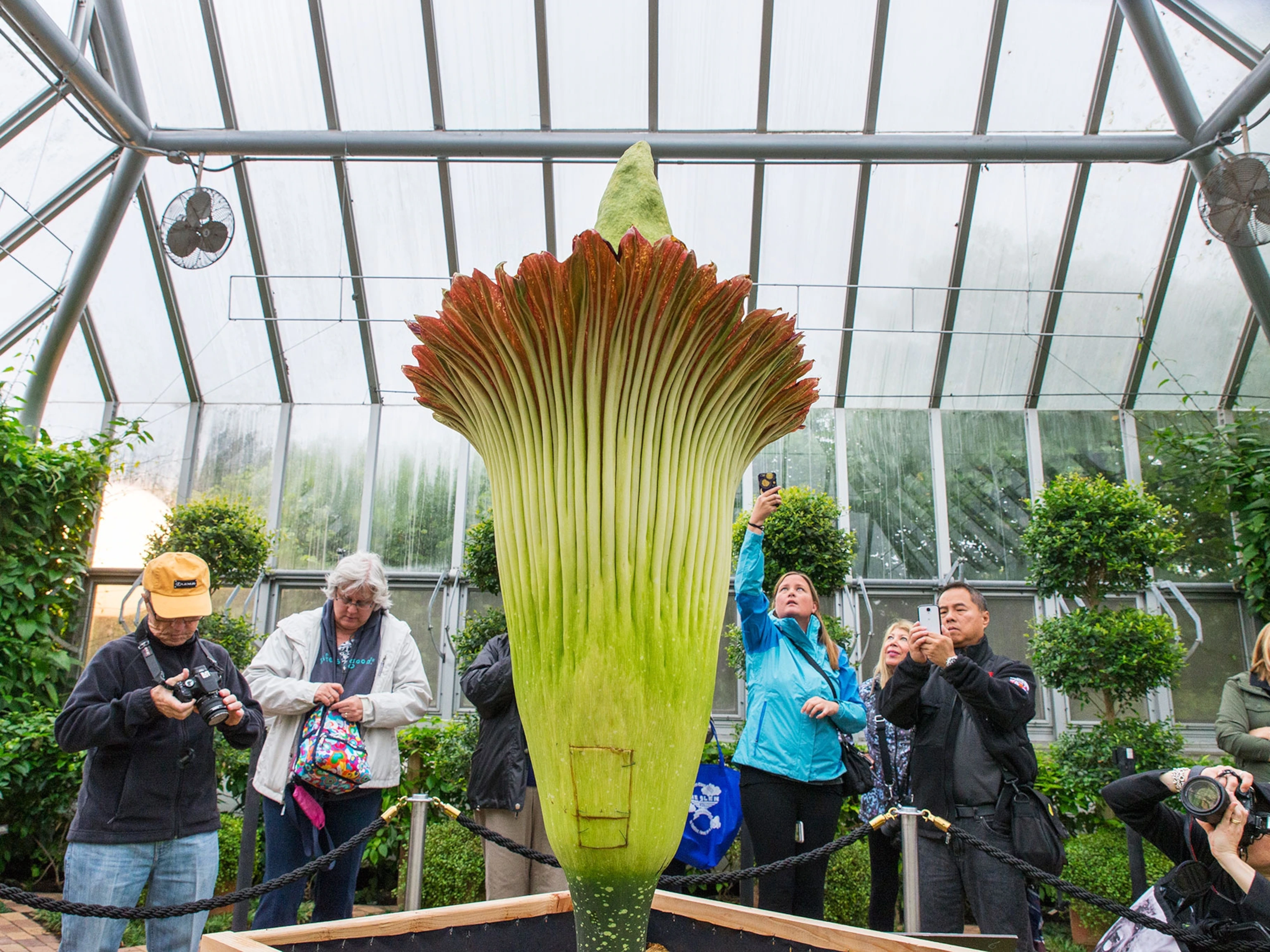 Rare and stinky viral flower bloom at Michigan 