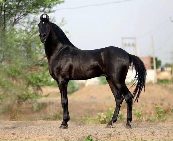 Punjab Man Duped Of Rs 23 Lakh After Being Sold Black Horse 