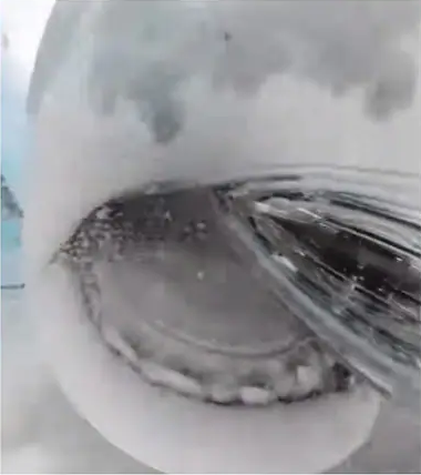 A Tiger shark swallowed 360 degree camera 