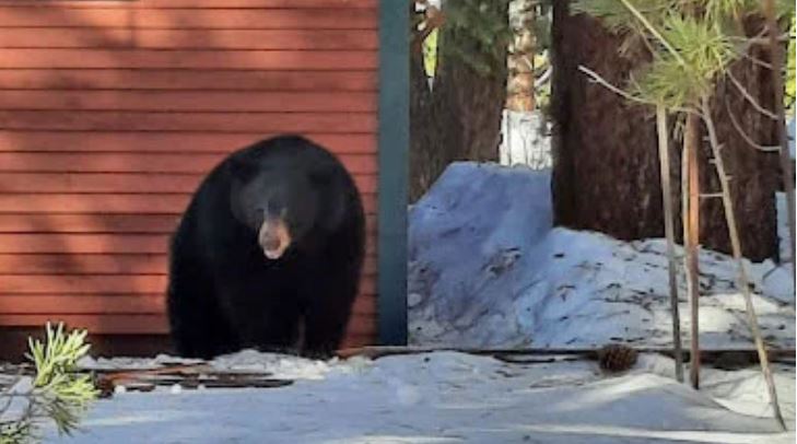 Homeowner finds 5 bears hibernating under Lake Tahoe house