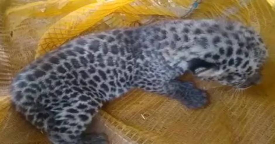 Leopard cub found at private tea estate in Nilgiris