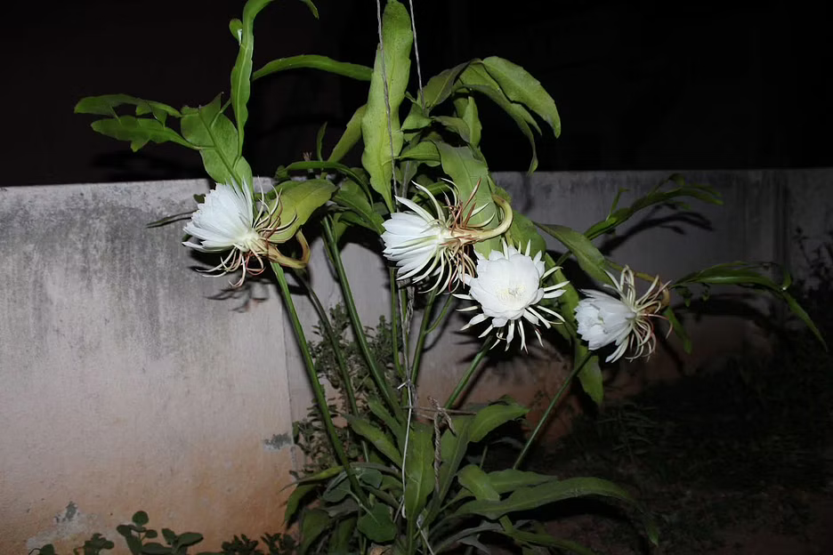 Rare Bramma Kamalam Flower Blooms at Kodaikanal