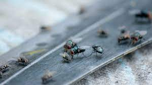 Peoples in Thimmanaickenpalayam Suffers a lot due to flies