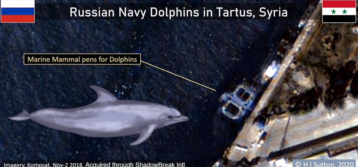 Russia using trained military dolphins to protect warships