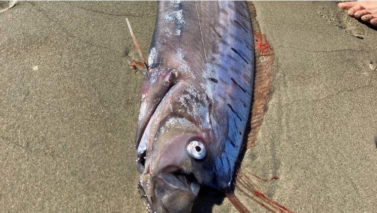 Extremely Rare Giant Serpent Like Creature Washes Ashore 