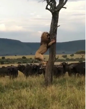 Lion climb on tree while surrounded by Buffalo